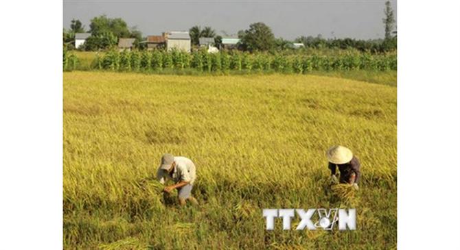 Xuất khẩu gạo của Việt Nam tiềm ẩn nhiều yếu tố khó lường